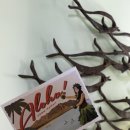 알로하 호텔 | 하와이 9박11일 비용 및 호텔(아쿠아 알로하 서프 와이키키)후기