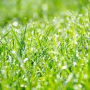 러쉬(LUSH) 이미지