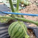 애플수박 직파도 됩니다 이미지