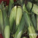괴산닷컴 네이버블로그