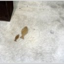 세계조가비박물관 티스토리