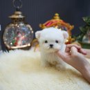 톰퍼피 강아지분양 이미지