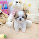 꽃강아지 이미지