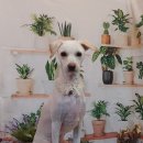 코코펫 살롱 호텔 이미지