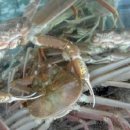 영덕 블루로드 민박 이미지