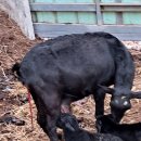 향림동산(흑염소농장) 이미지