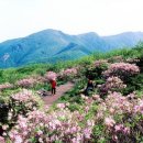 경남 산청 황매산 철쭉제 / 충북 단양 소백산 철쭉제 이미지
