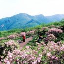 전국 철쭉 축제 일정 총정리 이미지