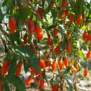 호미건강원 이미지