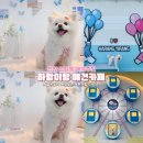 천안실내수영장 | 천안 신방동 애견카페 하랑이랑 - 실내부터 루프탑 수영장과 넓은 주차장까지 완벽 후기!