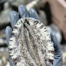 전복 대사이즈(9-10미) 1kg 21,000원 손질칼 증정 이미지