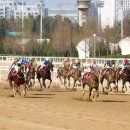 카발로 스포츠조선