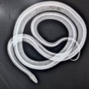 분당에덴동물병원 이미지