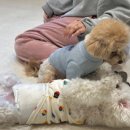 뽀뽀카롱 이미지