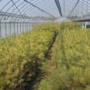 더 큰나무 이미지