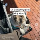 조이그라운드 | 기흥 롯데아울렛 강아지 유모차 펫모차, 애견동반 식당 펫그라운드 위치