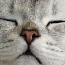 미미 펫 그루밍 이미지