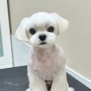 바림 펫그루밍샵 이미지