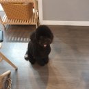 몽블리 펫샵 이미지