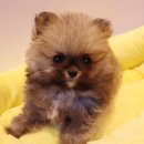 내품안의반려견광명점 이미지