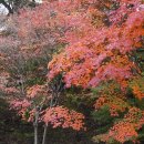 중산제1근린공원A | 서울 근교 단풍명소 추천 :: 분당 율동공원 2025 실시간 단풍현황