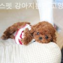 아담스펫 강아지분양 고양이분양 인천본점 이미지