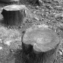 그루터기 이미지