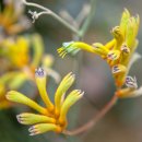 캥거루발톱(Kangaroo Paw) 이미지