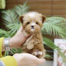 미니펫 강아지분양 고양이분양 부천점 이미지