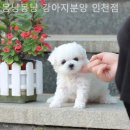 몽냥몽냥 | 몽냥몽냥 강아지분양 인천점 생생 분양경험담
