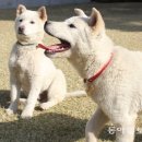 한국의 토종견 소개 -진도개(Jindo Dog, 珍島犬) 이미지