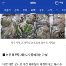 제주족대