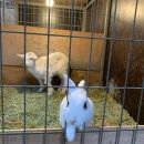 상아목장 이미지