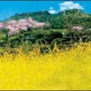 유달산 이미지