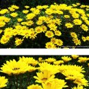 가자니아 이미지