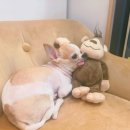 봄사랑 동물병원 이미지