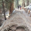 시콰이아․ 킹스케년 국립공원(Sequocia and Kings Canion National Park) 이미지