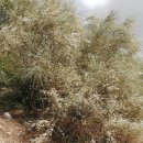 성경에 나온 식물, 로뎀나무(a broom tree, רֹתֶם) 이미지