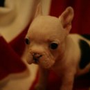 박촌강아지 이미지