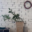 노루목향기 이미지