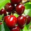 체리 이미지
