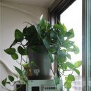 쟈스민2 이미지