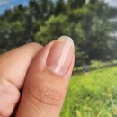 올리브영 추천템 손톱영양제 2주 바른 실제 후기 디젤마린포션기획세트