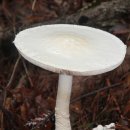﻿흰가시광대버섯(식) 이미지