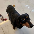 깡아지미용실 이미지