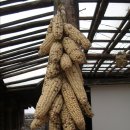 참나무쟁이 이미지