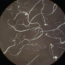 (주)맥스팜 이미지