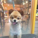 둥글개 둥글개 이미지