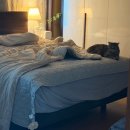 루마인 | 루마인홈 양모침대커버 사계절 가능한 코스트코침대커버 후기