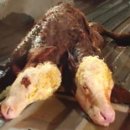 송아지농장 이미지